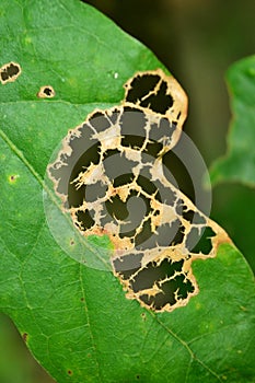 Green leaf in the atumn