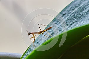 Green leaf with baby pray mantis