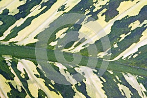 Green leaf background