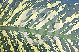 Green leaf backdround