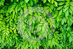 Green leaf background 1