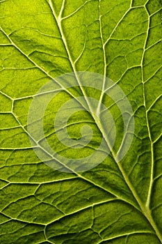 Green leaf background