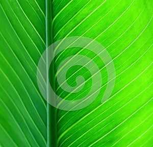 Green leaf background