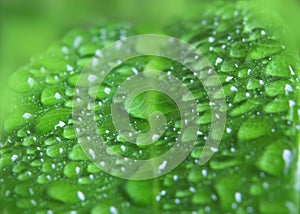 Green leaf background