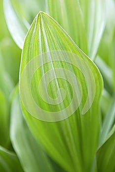 Green Leaf Background