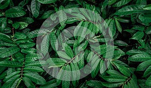 green leaf background