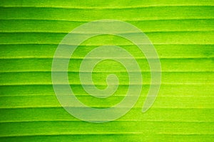 Green leaf background