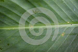 Green leaf, background