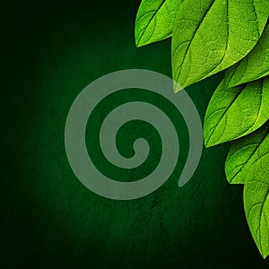 Green leaf background