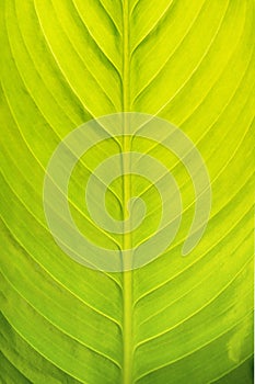 Green leaf background.