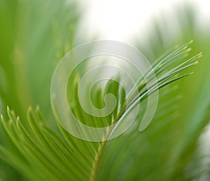 Green leaf background