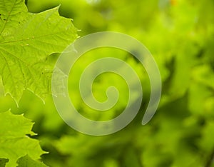 Green leaf background