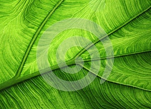 Green leaf background