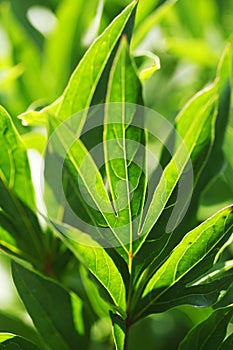 Green leaf background