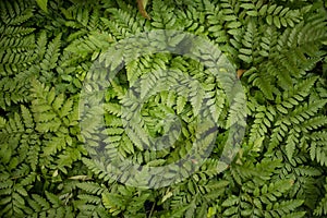 Green leaf background