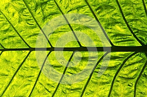 Green Leaf Background