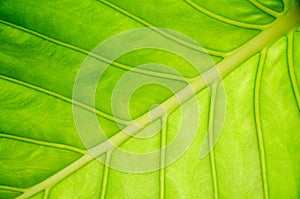 Green leaf background