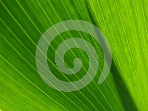 Green leaf background