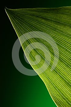 Green leaf background