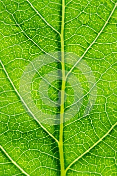 Green leaf background