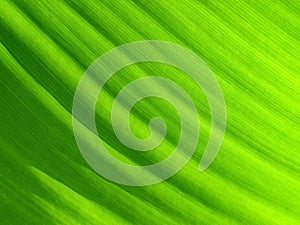 Green leaf background.