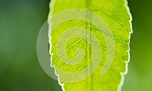 Green leaf background