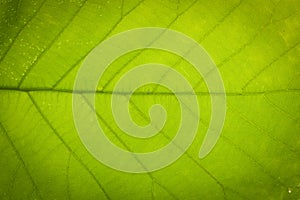 Green leaf background abstract