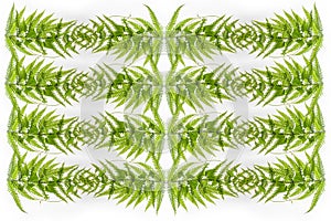 Green leaf background abstract