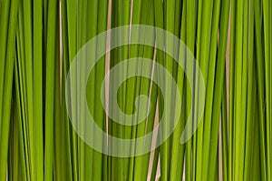 Green leaf background abstract