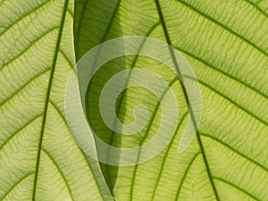 Green leaf background. Abstract close up green leaf texture over sun light
