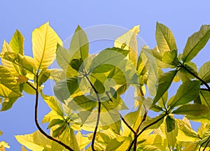 Green leaf background with blue sky