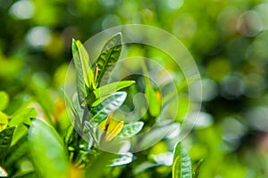 Green leaf background on branch