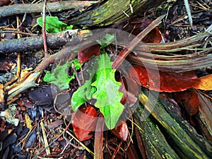 Green leaf on the background of branches and grass