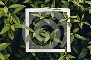 Green leaf background with concept design white frame border.