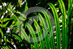 Green leaf background