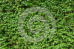 Green leaf background, fresh greenery color pattern.