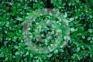 Green leaf background