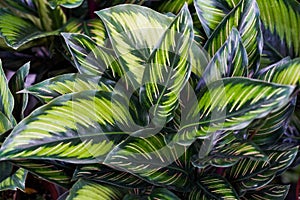 Green Leaf background. Green leaf texture.