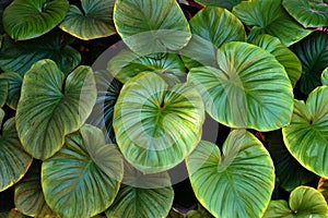Green Leaf background. Green leaf texture.