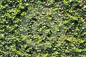 Green leaf background for green leaf wall background