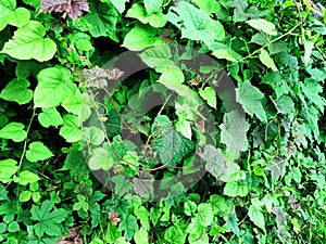 Green leaf background Medicinal palnts