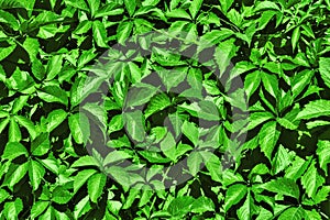 Green leaf background. Natural foliage texture. Backplate for organic products presentation