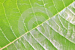 Green Leaf Background - Natural Patterns and Color