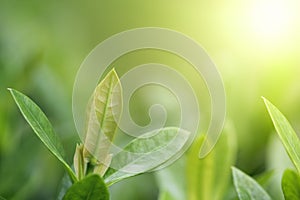 Closeup view of green leaf under sunlight. Nature and Freshness background