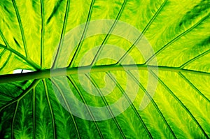 Green leaf background