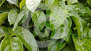 Green leaf background