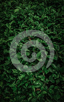 Green Leaf Background Picture