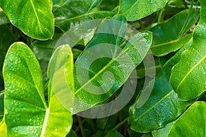 Green leaf background with raindrops