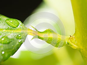 Green leaf background with raindrops