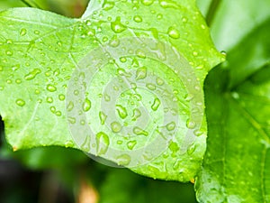 Green leaf background with raindrops